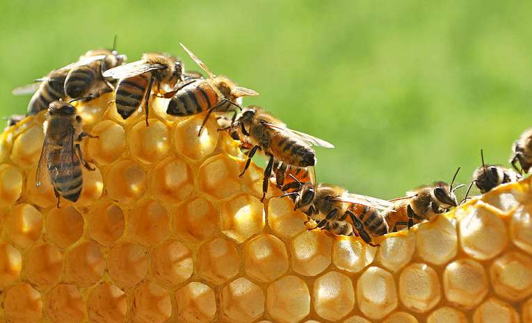 manfaat konsumsi sarang lebah madu